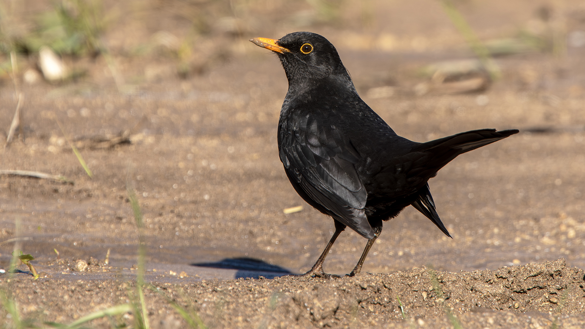 Eurasian Blackbird
